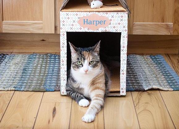 Как сделать домик для кошки: идеи