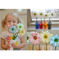 Эксперимент для детей: как покрасить живые цветы