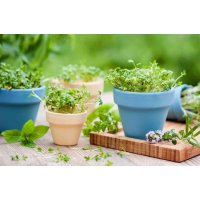 Зелень дома: особенности выращивания