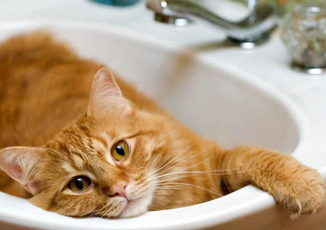 Как правильно мыть кошек