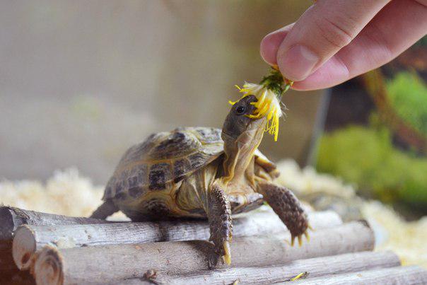 Сухопутные черепахи: уход и содержание в домашних условиях