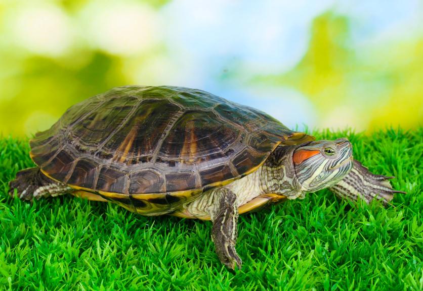 Сухопутные черепахи: уход и содержание в домашних условиях