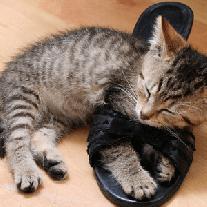 1 марта – Всемирный день сна и Всемирный день кошек