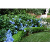 10 голубых цветов для сада