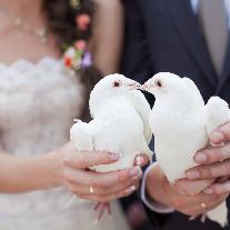Как правильно выпускать голубей на свадьбе