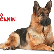 Особенности сухих кормов Royal Canin