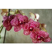 Редкие орхидеи с ароматом и Дикий кот от Орхидеи мира
